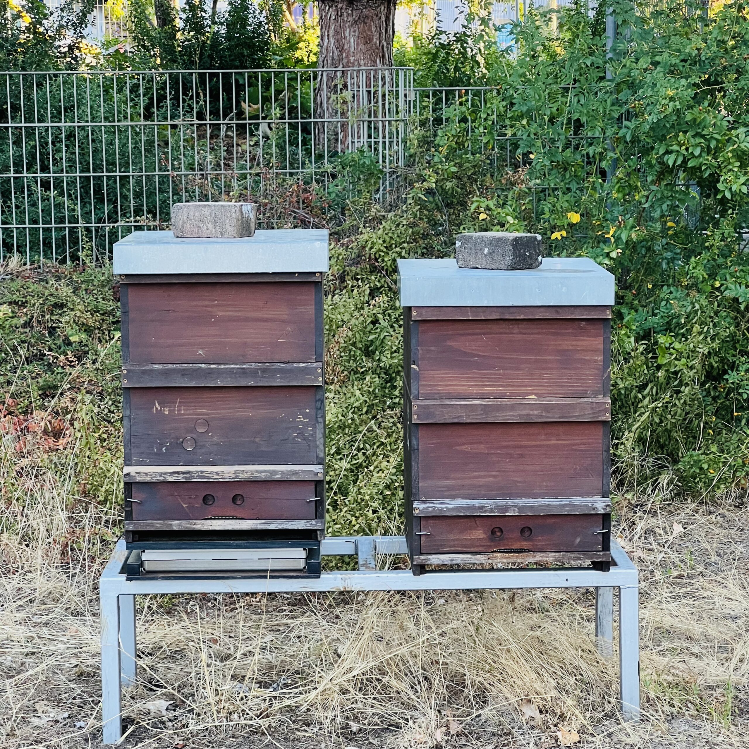 bienenvoelker_ag